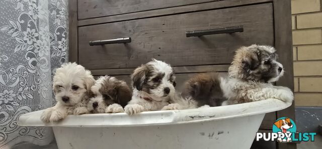 Maltese Shih Tzu puppies