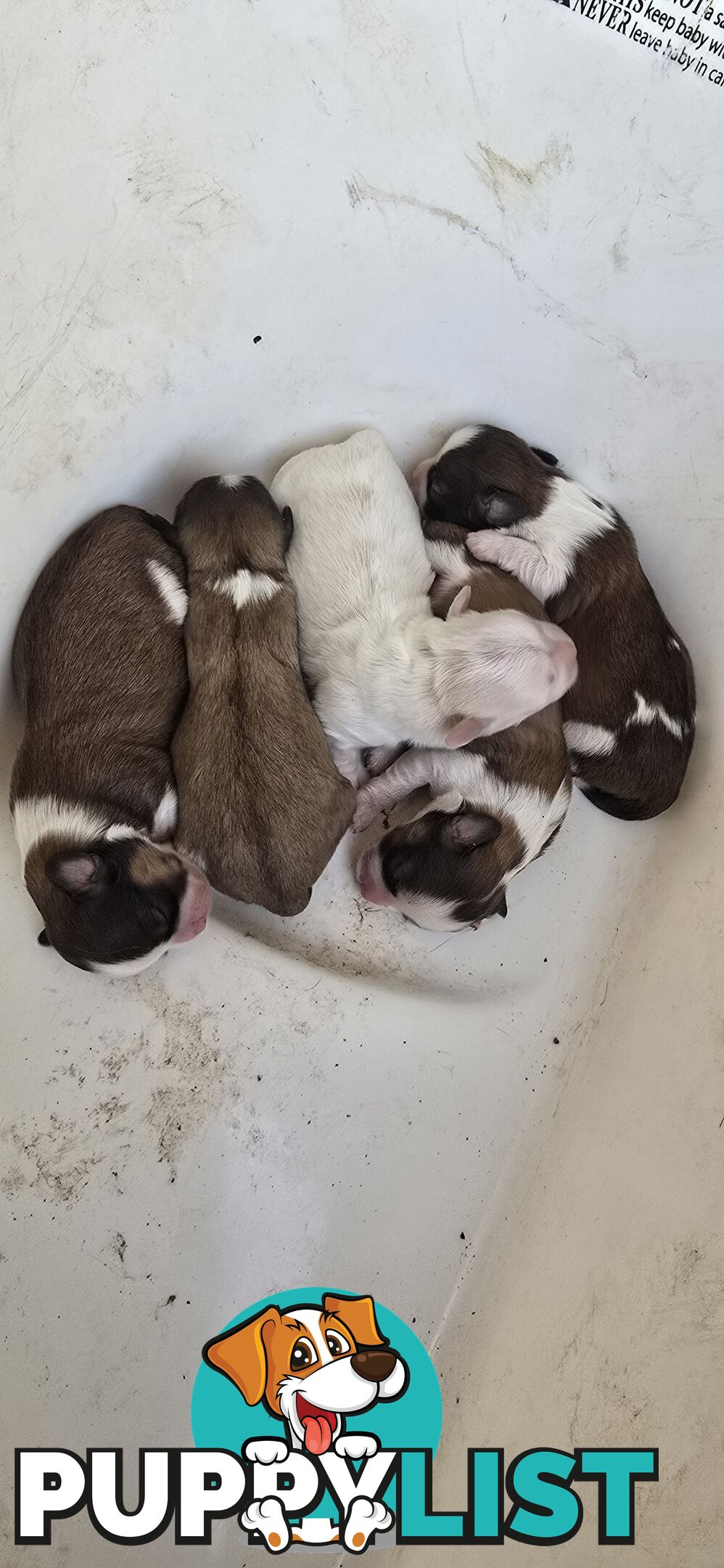 Maltese Shih Tzu puppies