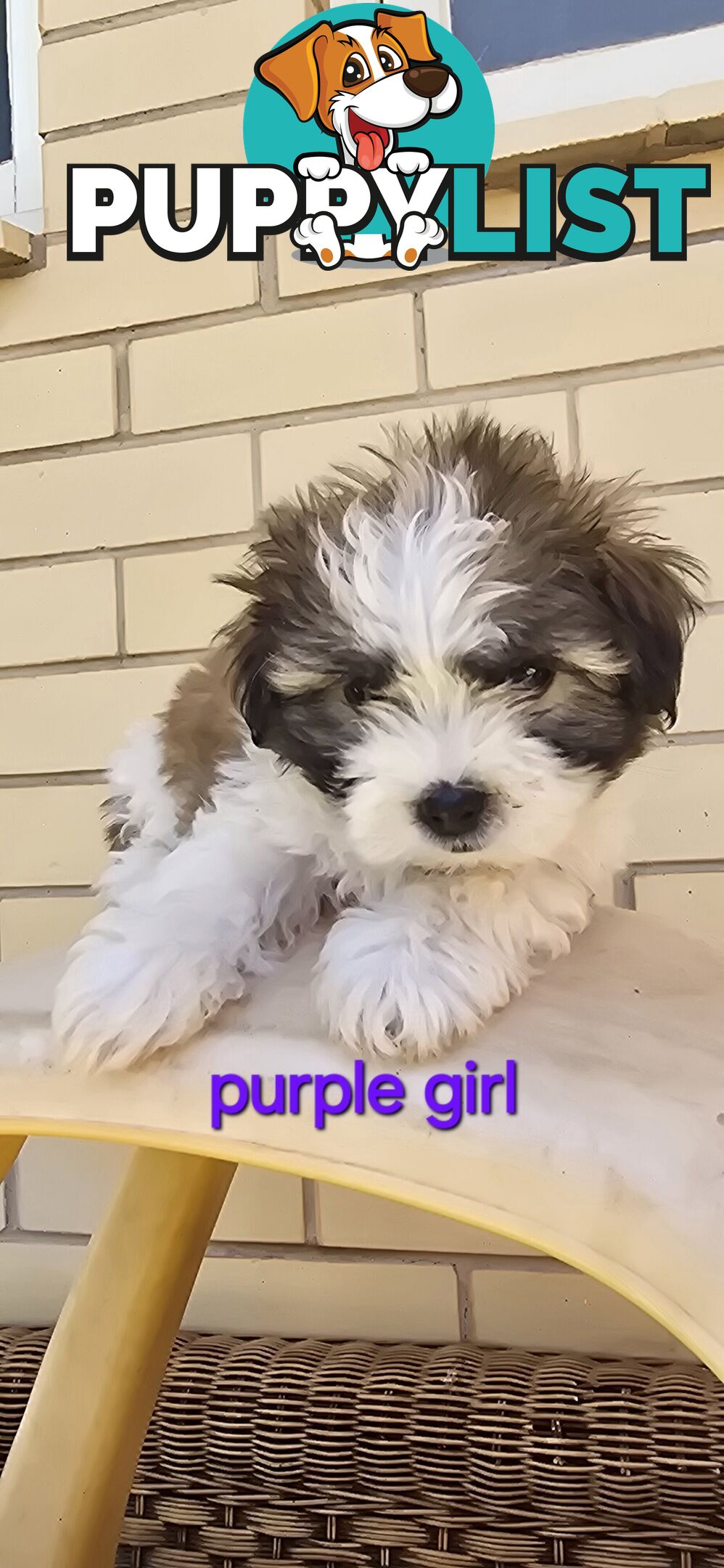 Maltese Shih Tzu puppies