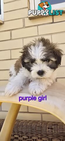 Maltese Shih Tzu puppies