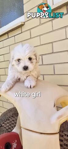 Maltese Shih Tzu puppies