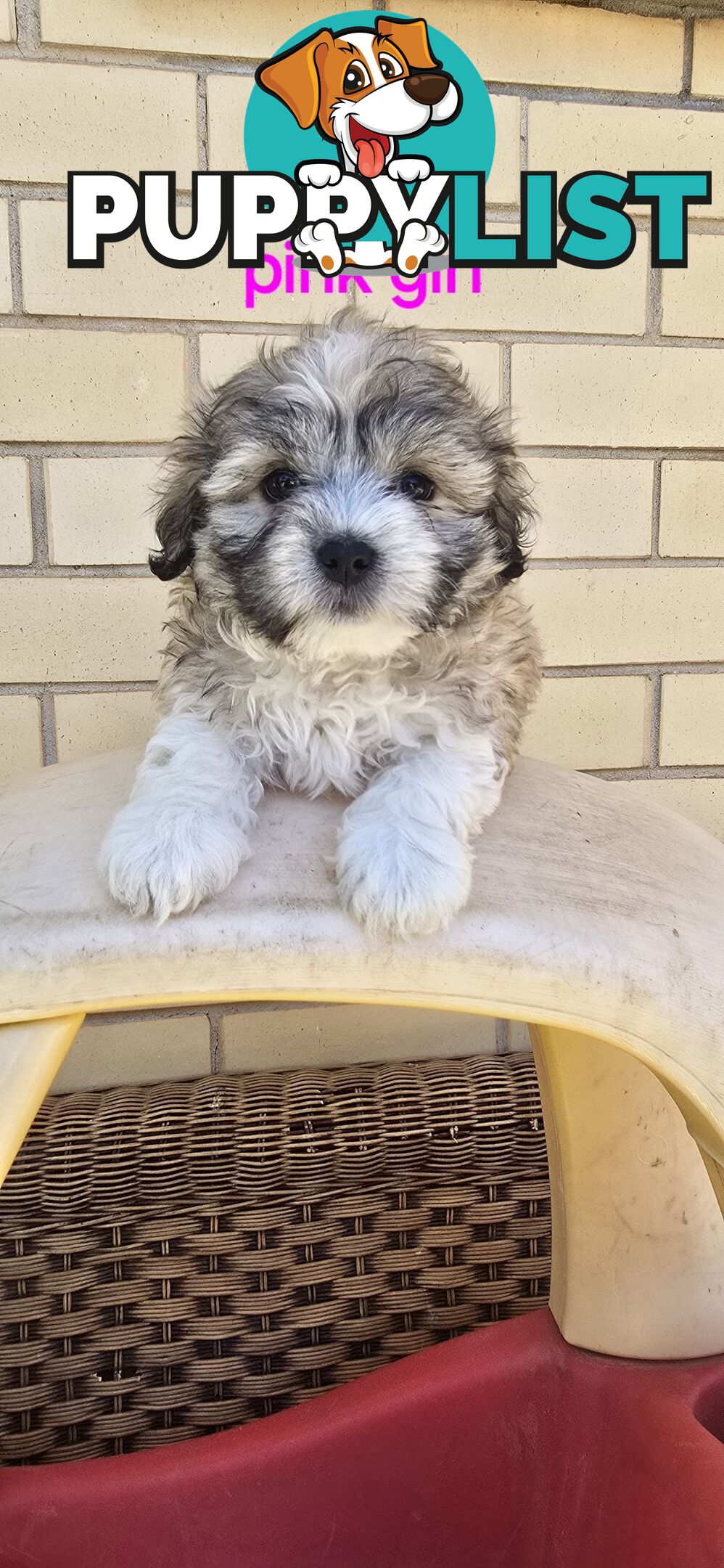 Maltese Shih Tzu puppies