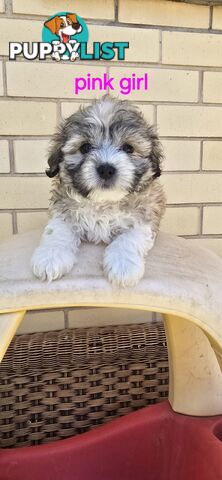 Maltese Shih Tzu puppies