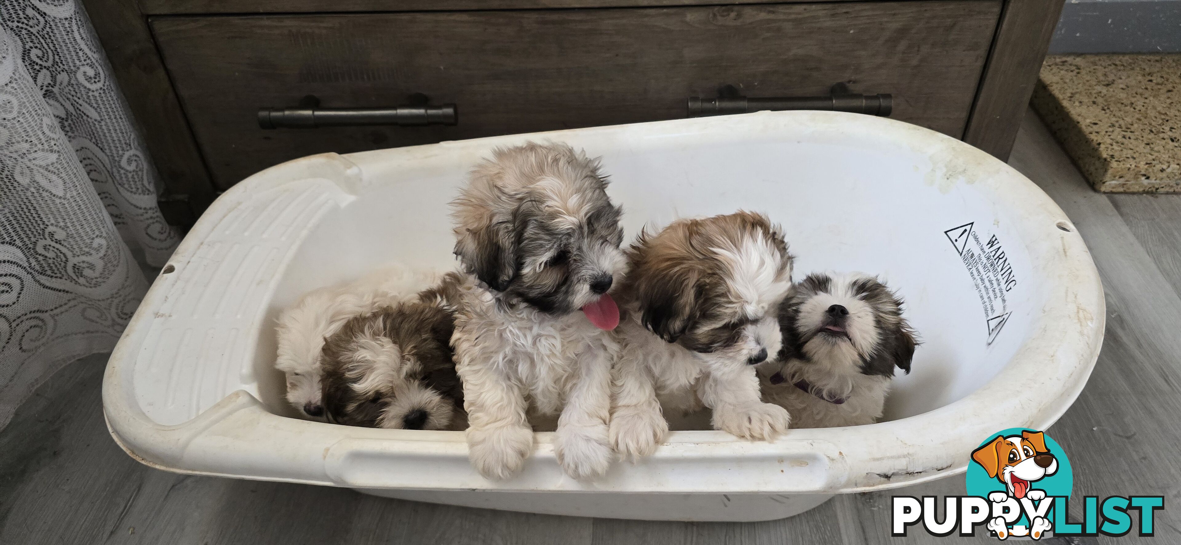 Maltese Shih Tzu puppies