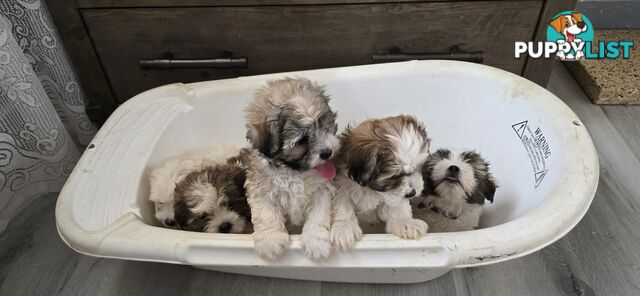 Maltese Shih Tzu puppies