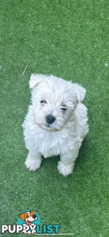 Pure bred west highland terrier pups