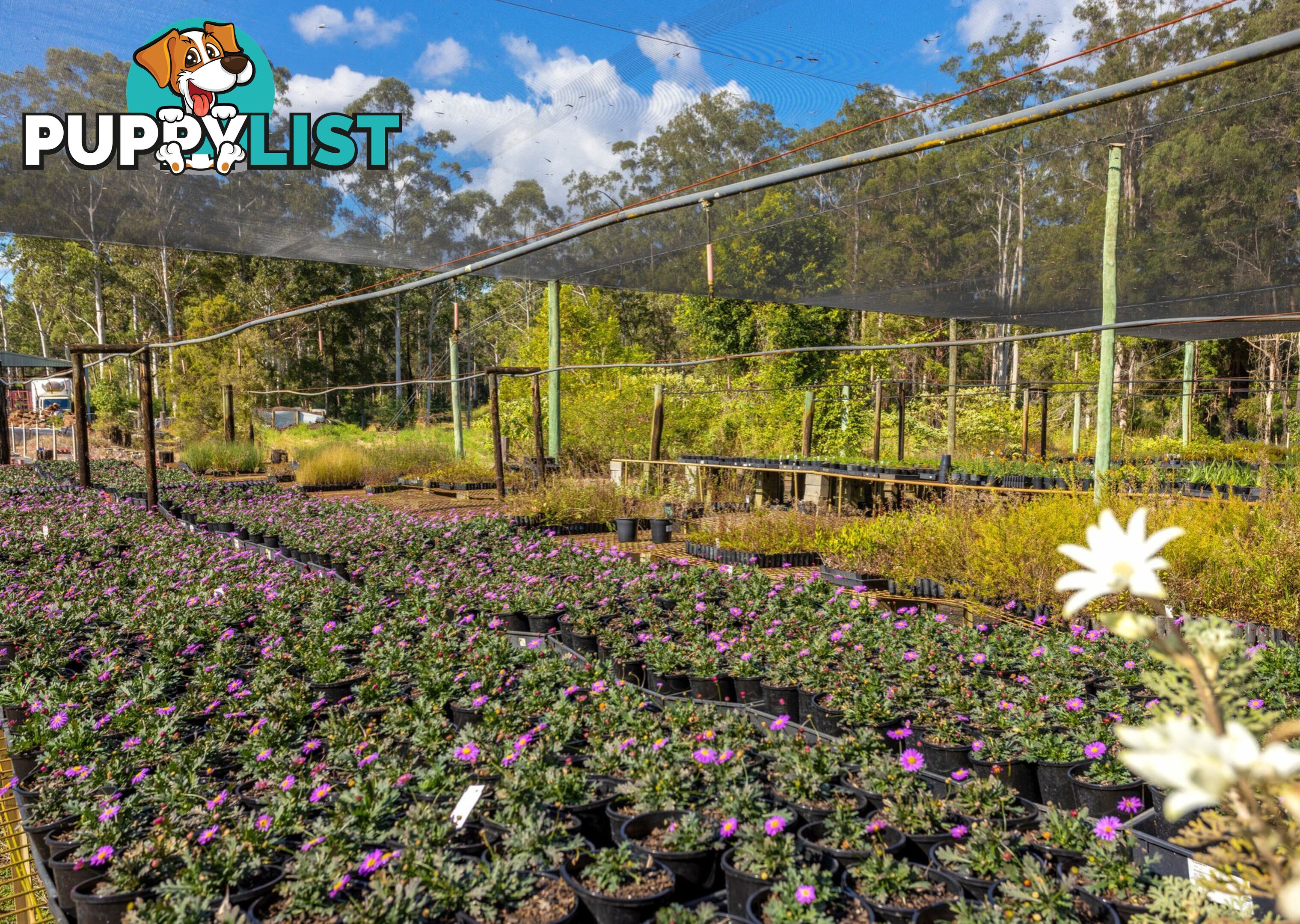 Parkland Wholesale Nursery TINONEE NSW 2430