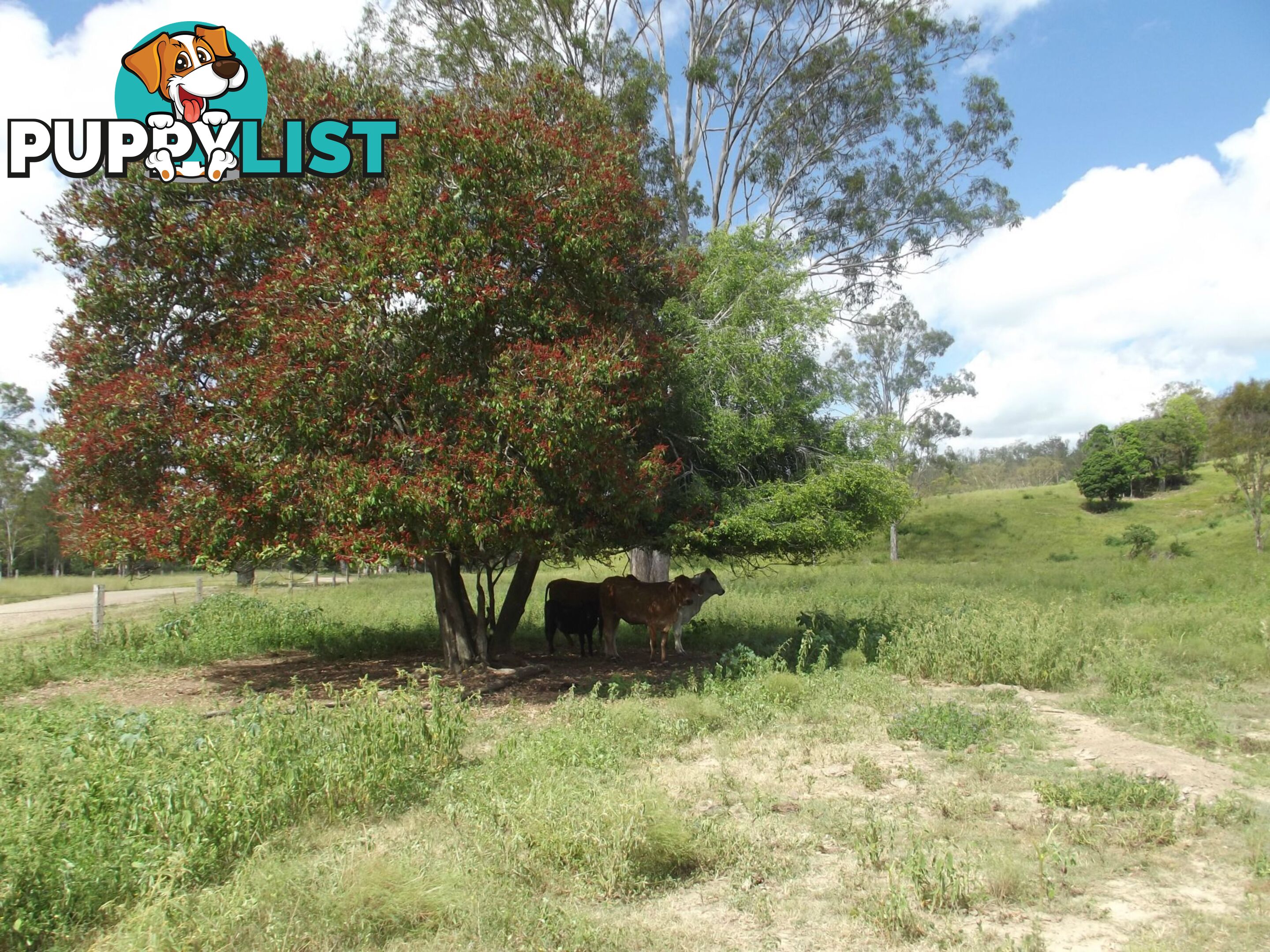 251 Fairview Creek Road Biggenden QLD 4621