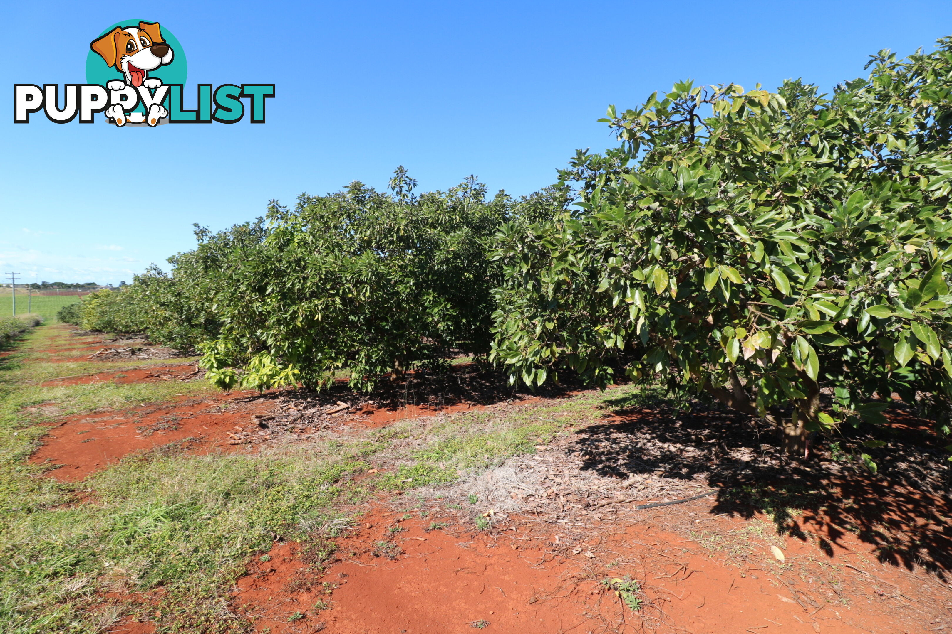 1 Cottonwood Cl Doolbi QLD 4660