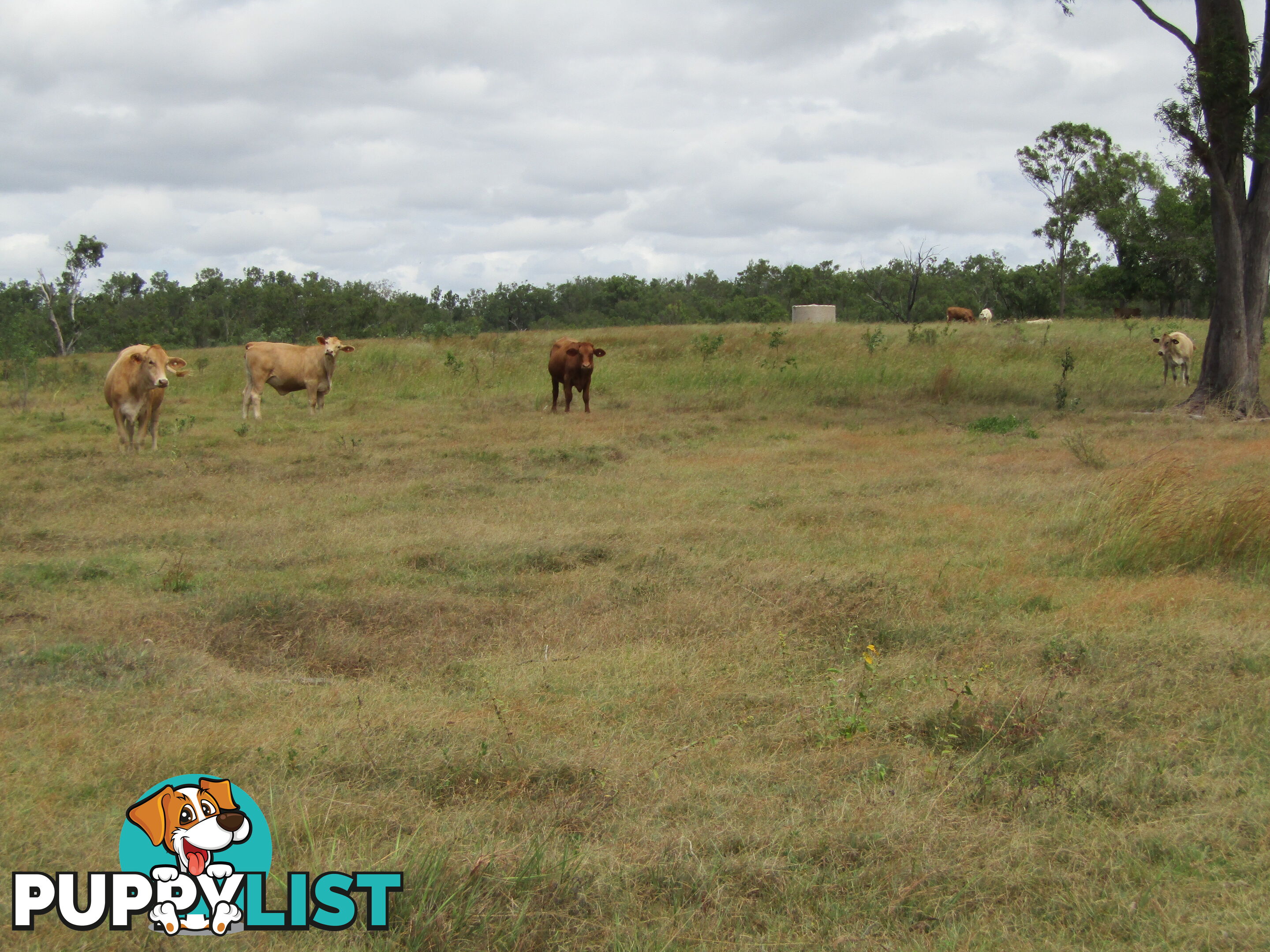 Lot 156 Grills Rd Dallarnil QLD 4621