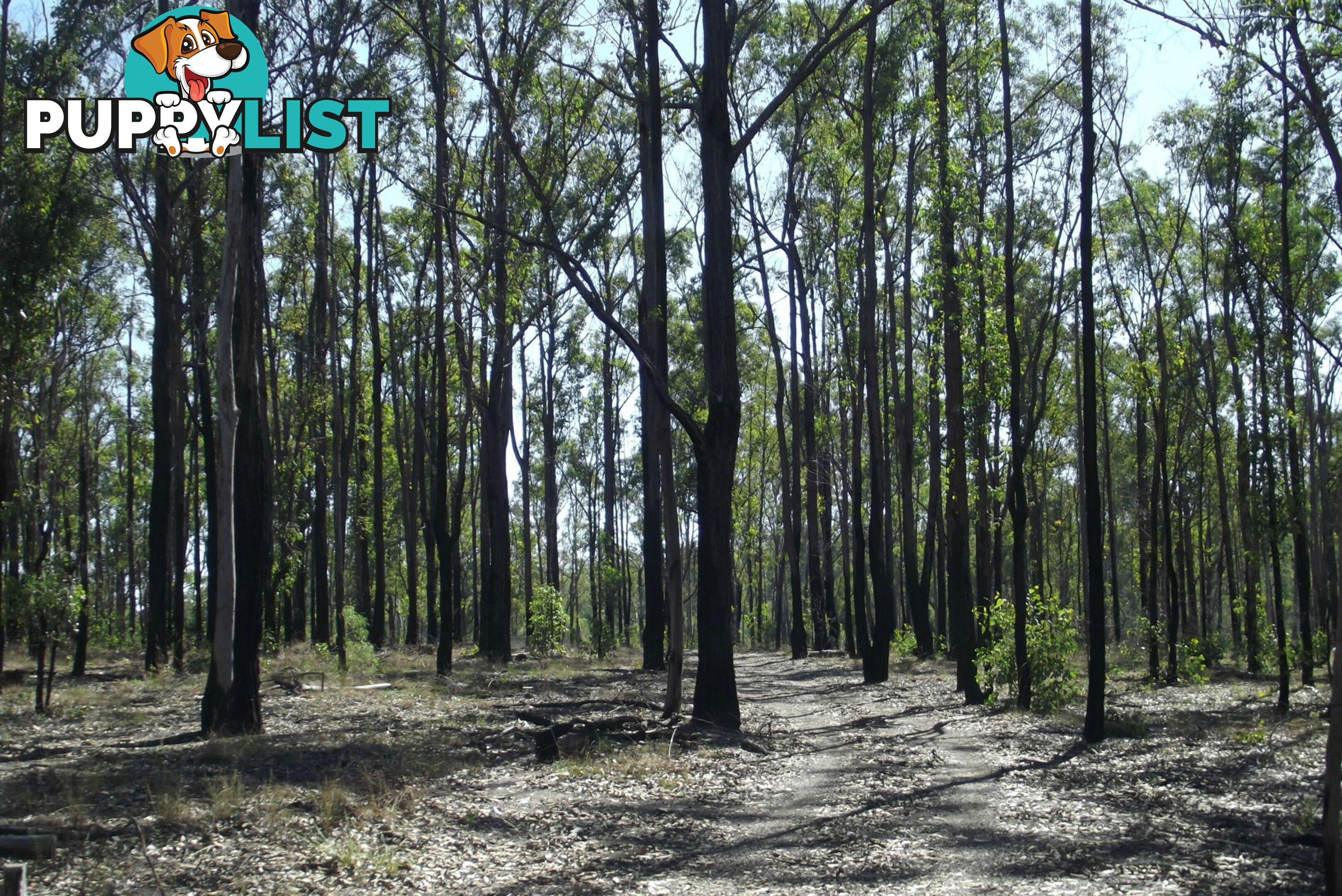 292 Marule Road Booyal QLD 4671