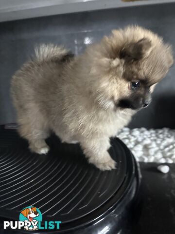 Pomeranian