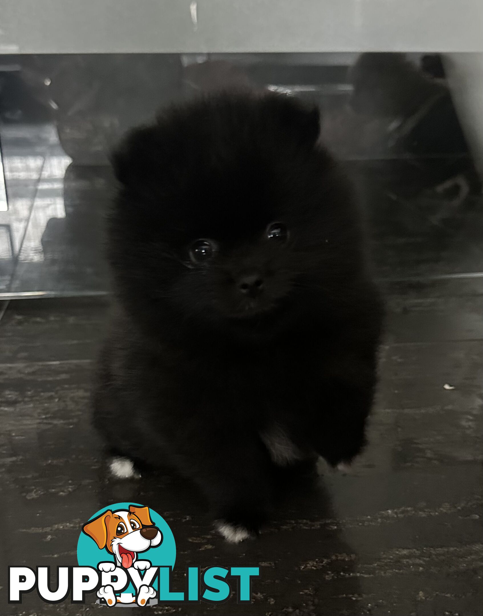 Pomeranian