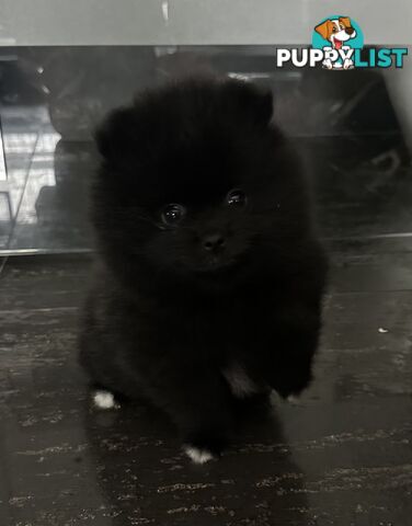 Pomeranian