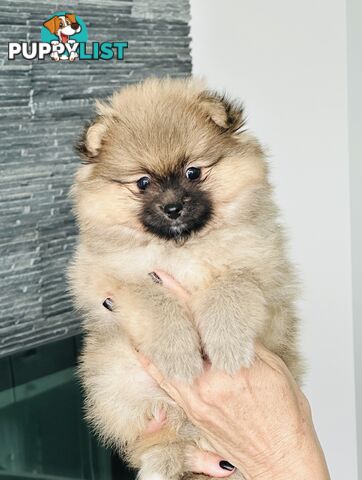 Pomeranian