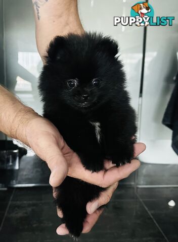 Pomeranian