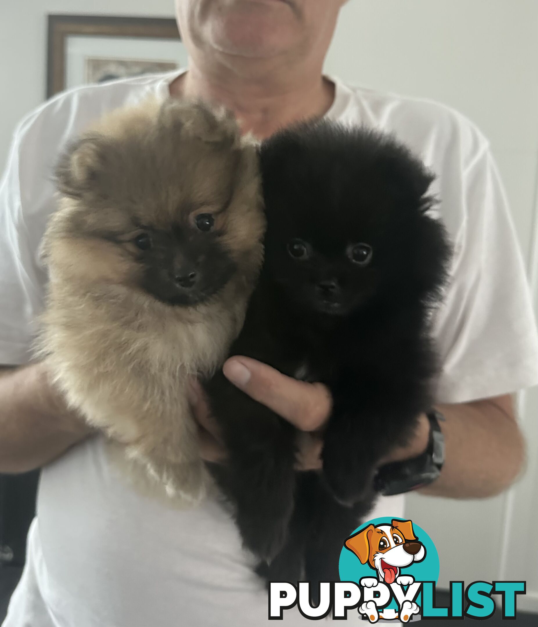 Pomeranian