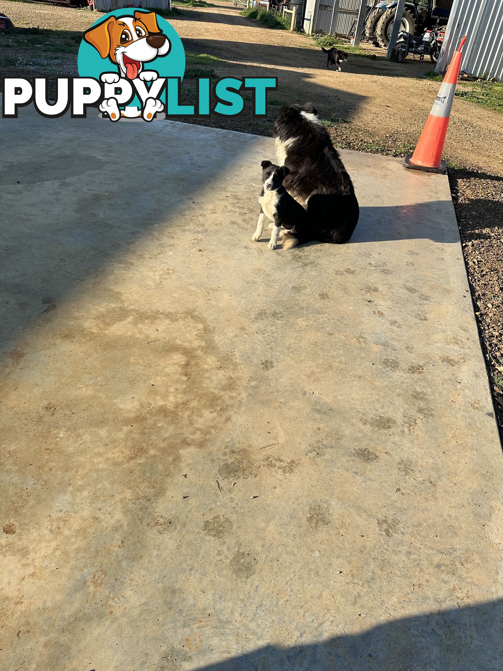 Border Collie Female Puppy