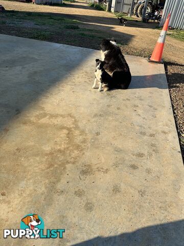 Border Collie Female Puppy