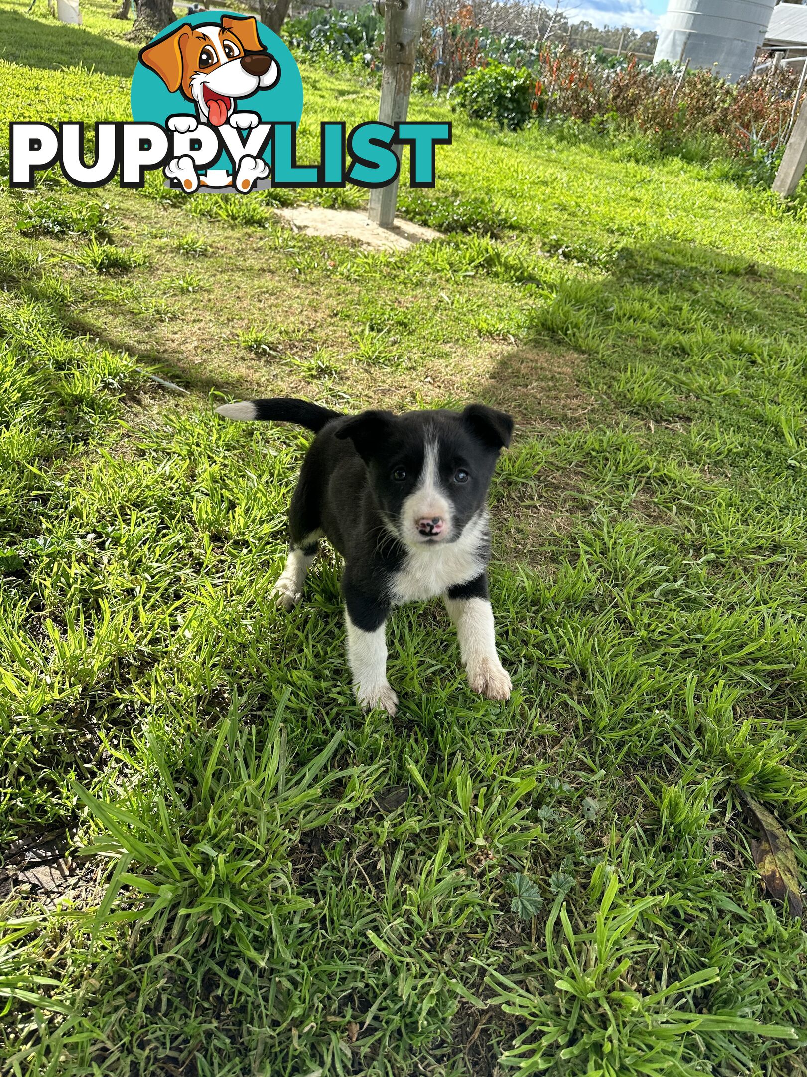 Border Collie Female Puppy