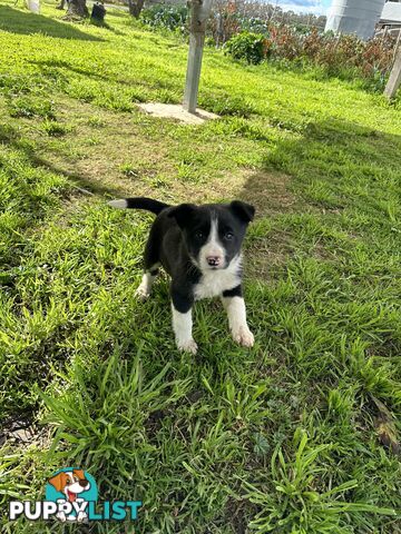 Border Collie Female Puppy