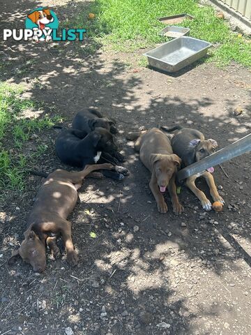 *PUPPIES* Bull Arab x Kelpie