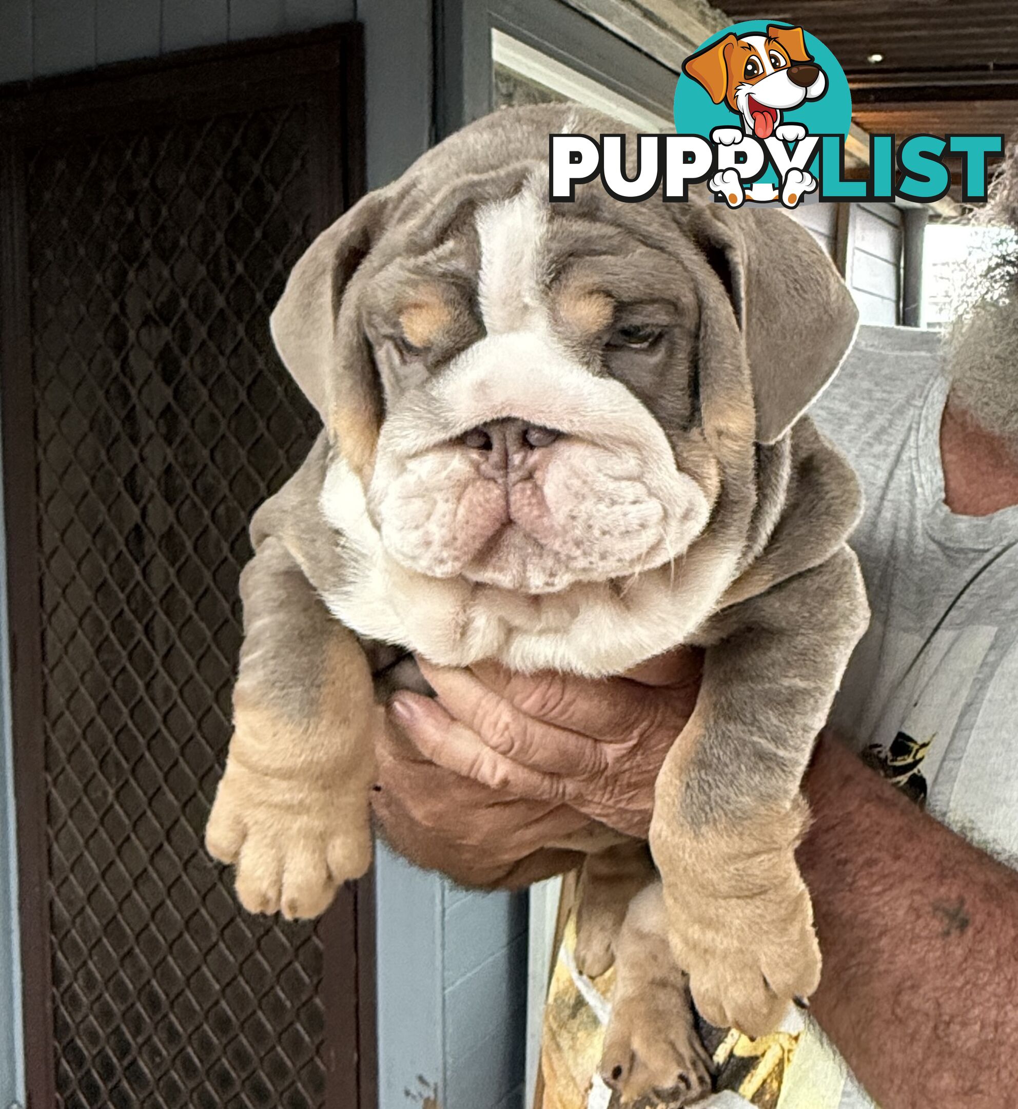 British bulldog puppies for sale