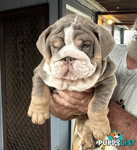 British bulldog puppies for sale