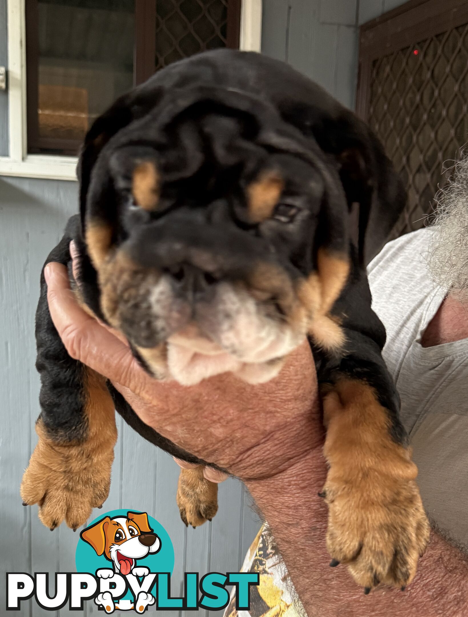 British bulldog puppies for sale