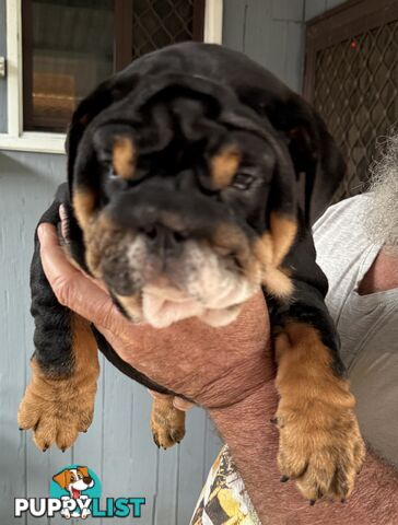 British bulldog puppies for sale