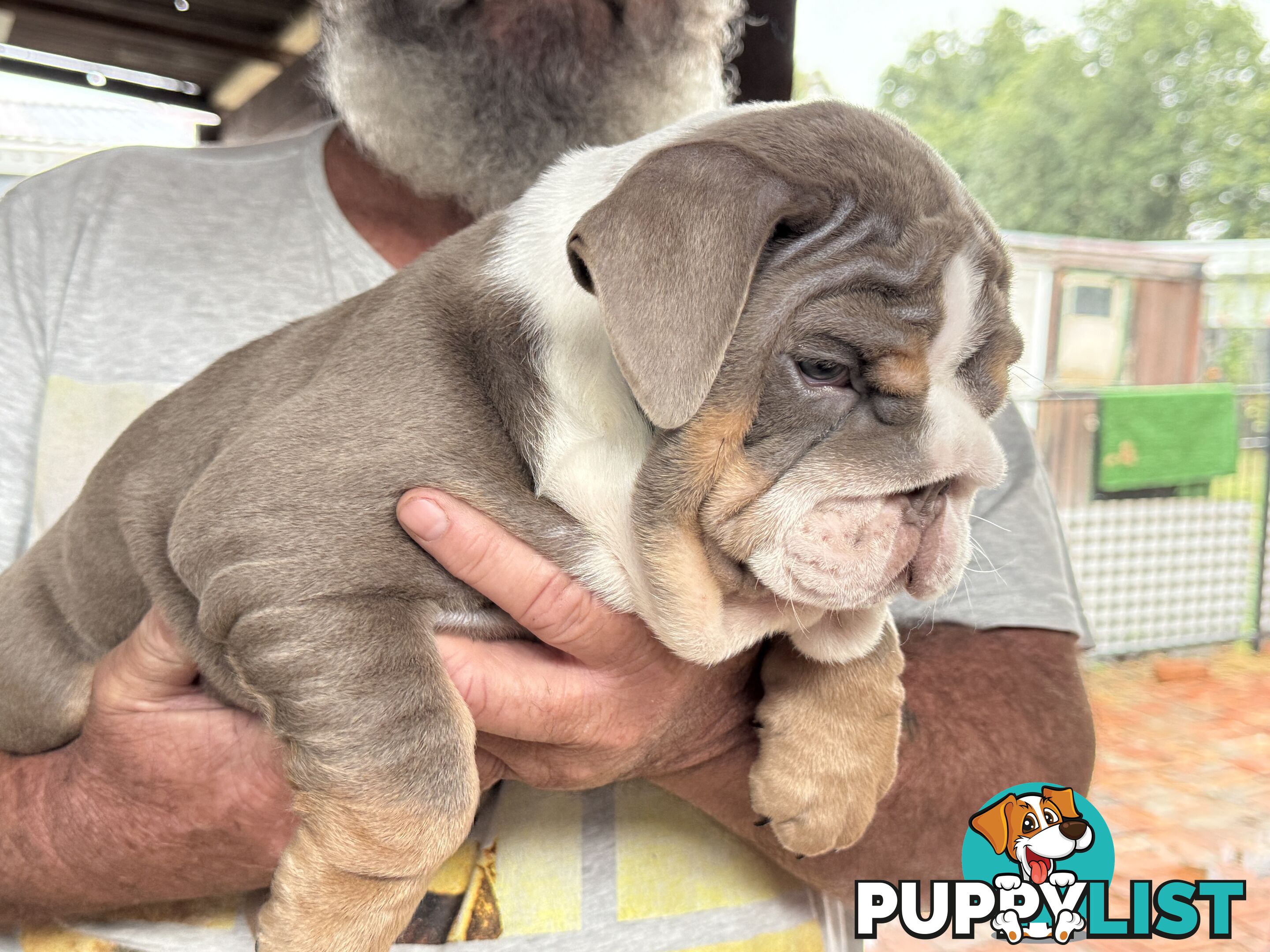 British bulldog puppies for sale