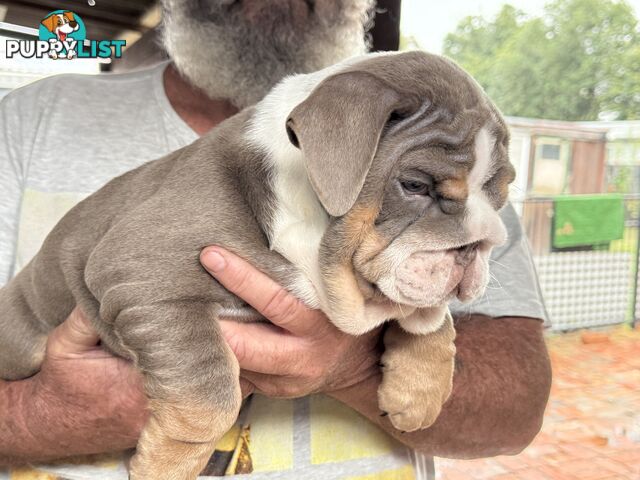 British bulldog puppies for sale