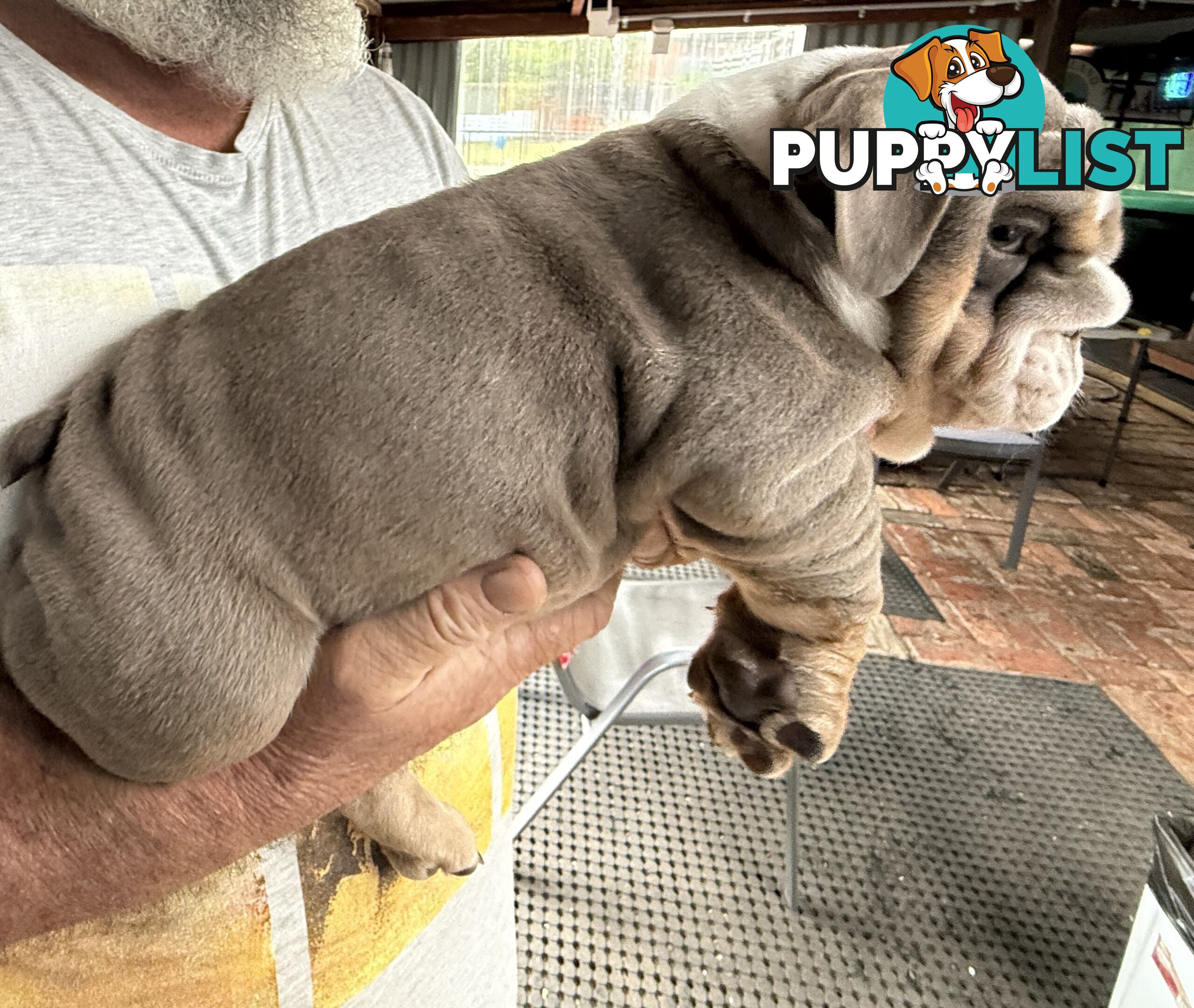 British bulldog puppies for sale