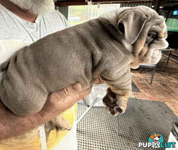 British bulldog puppies for sale