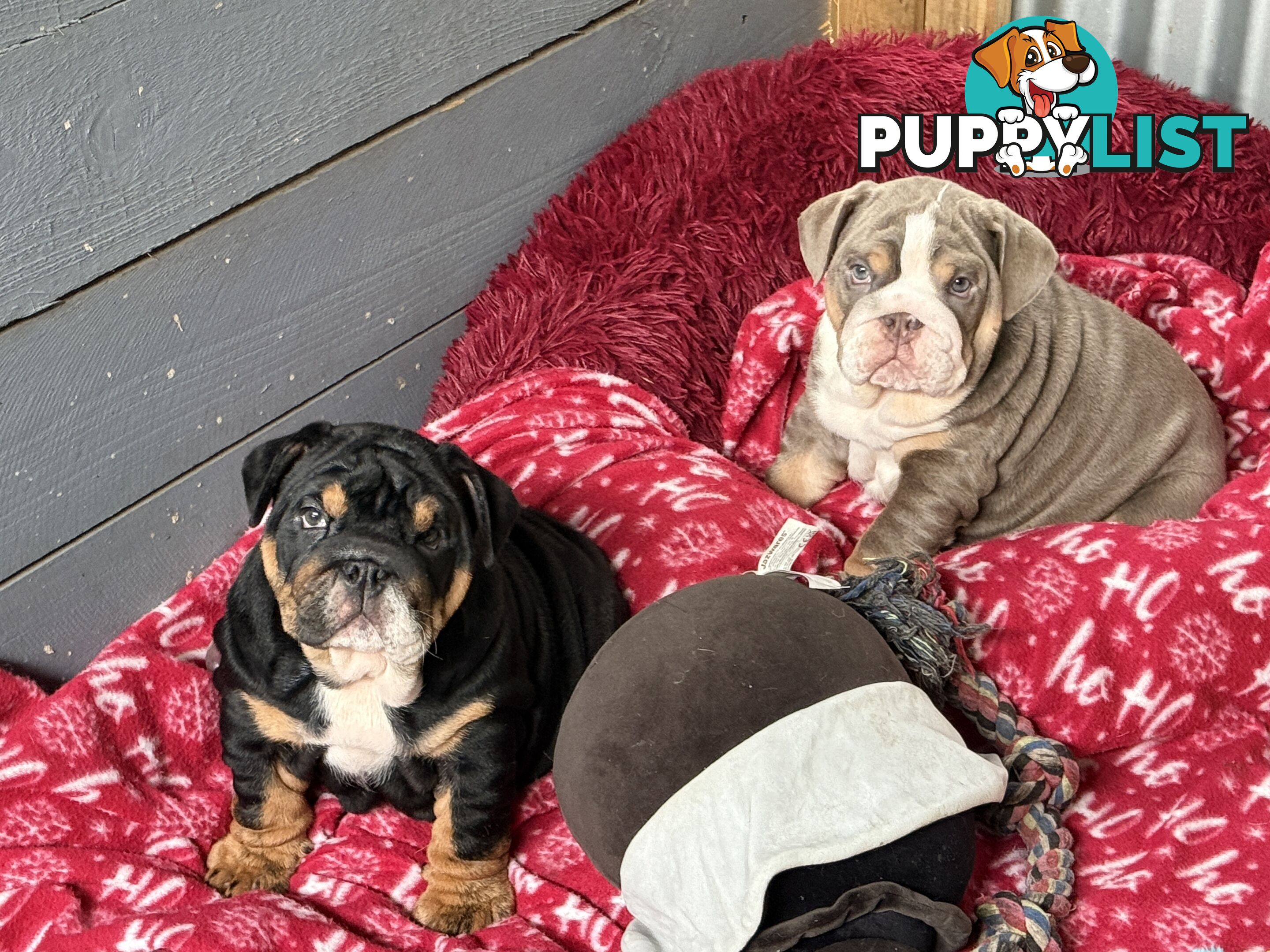 British bulldog puppies for sale