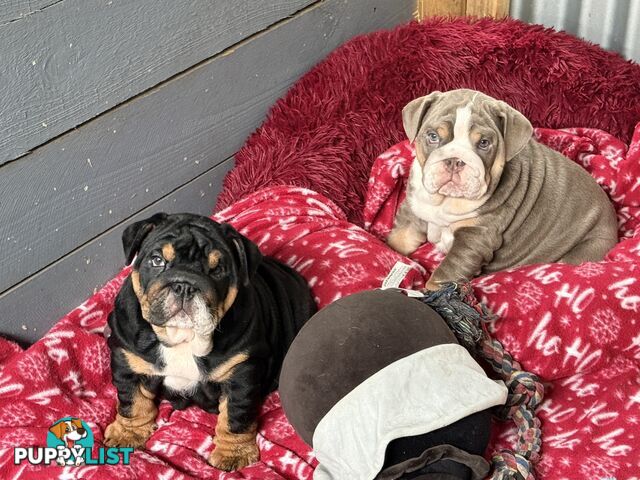 British bulldog puppies for sale