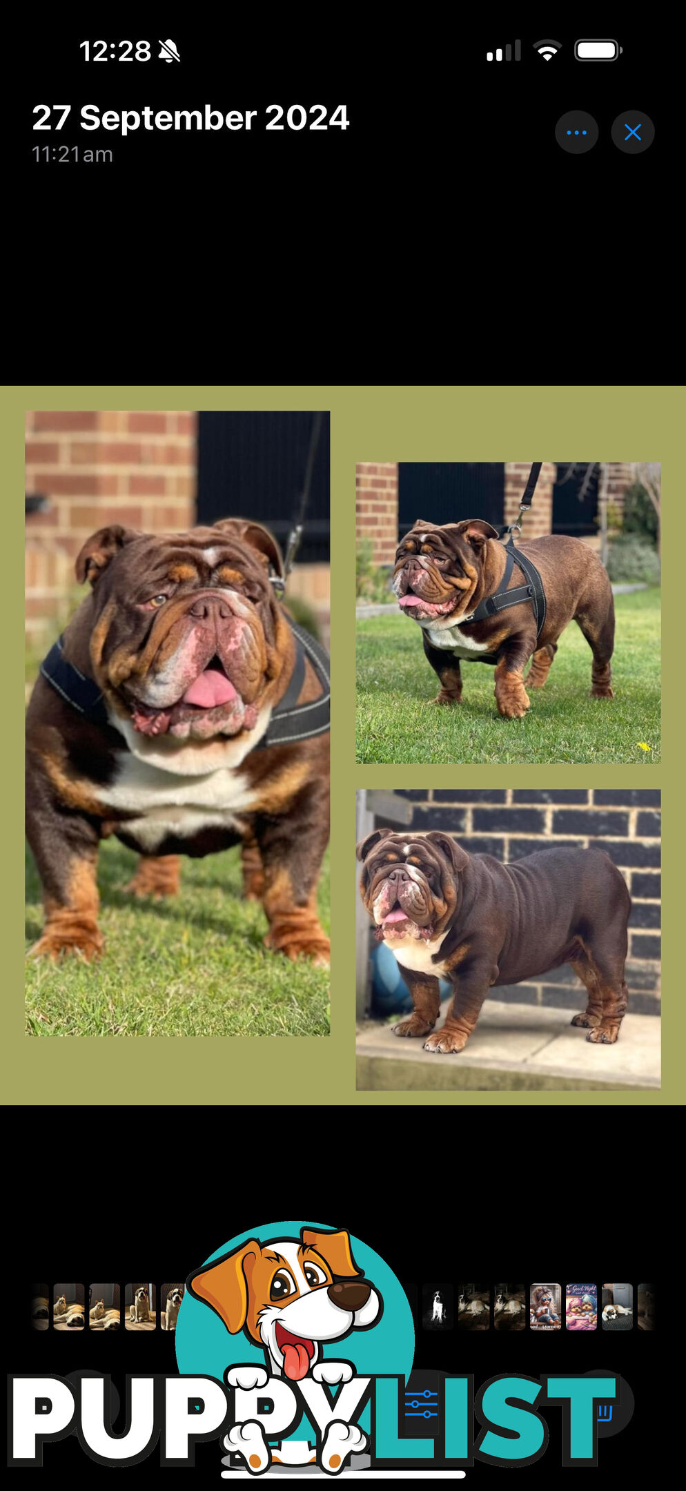 British bulldog puppies for sale