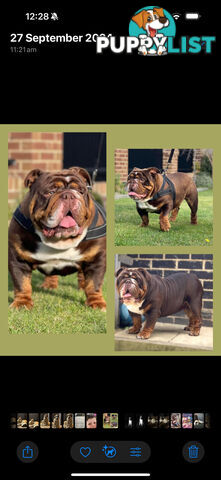 British bulldog puppies for sale