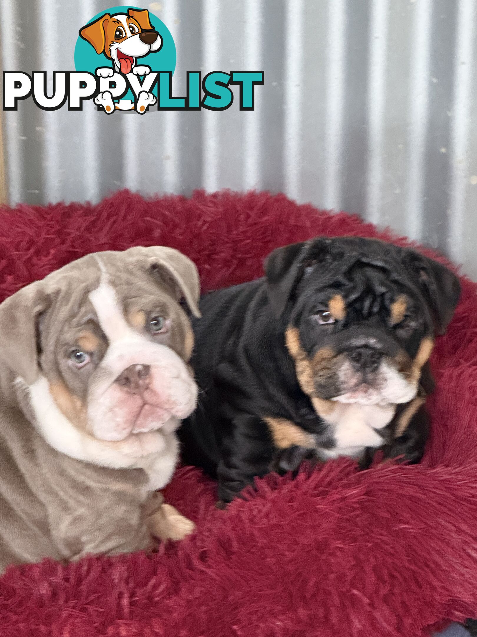 British bulldog puppies for sale