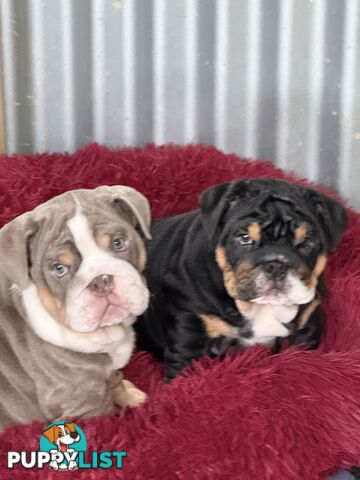 British bulldog puppies for sale