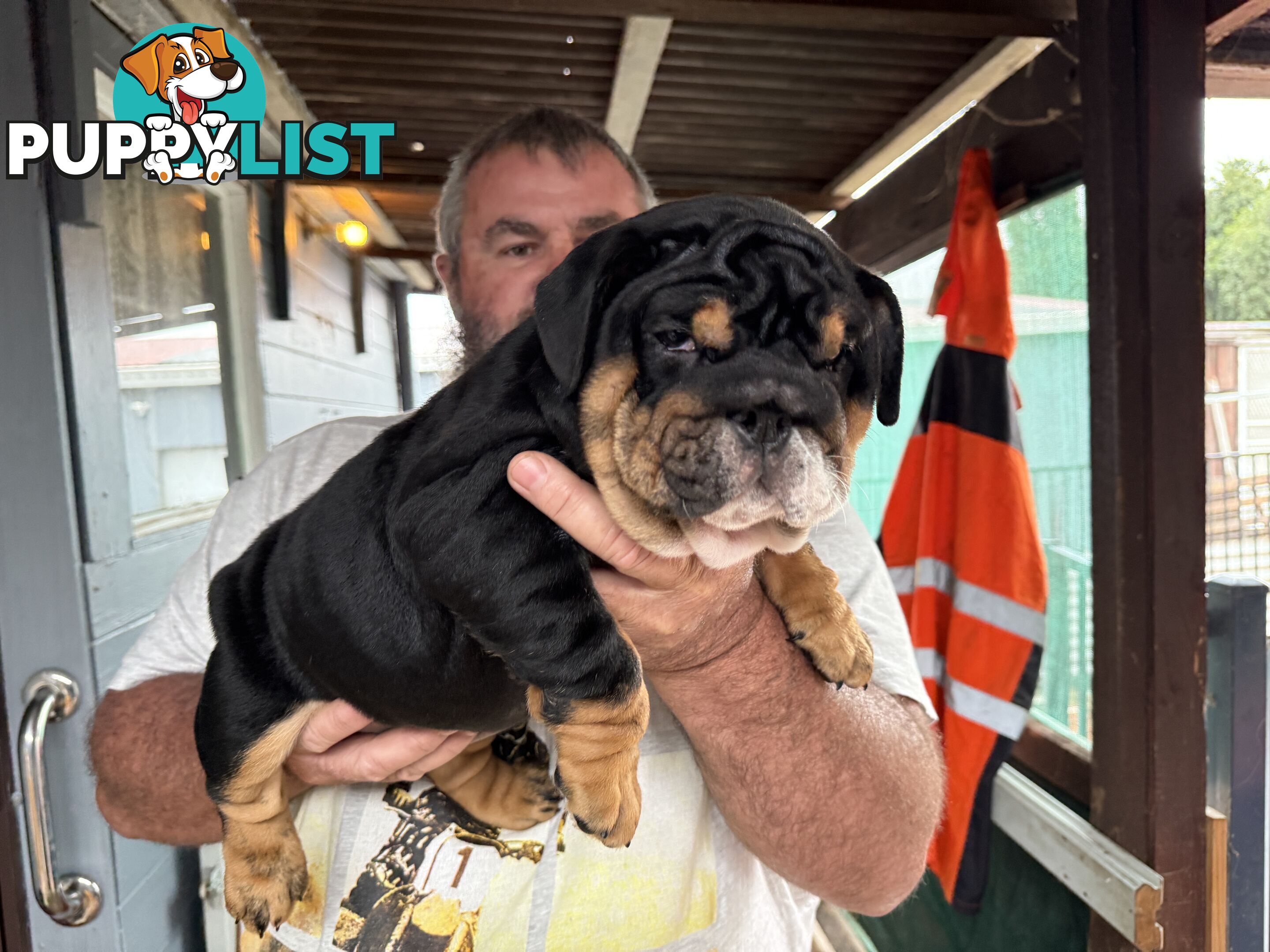 British bulldog puppies for sale