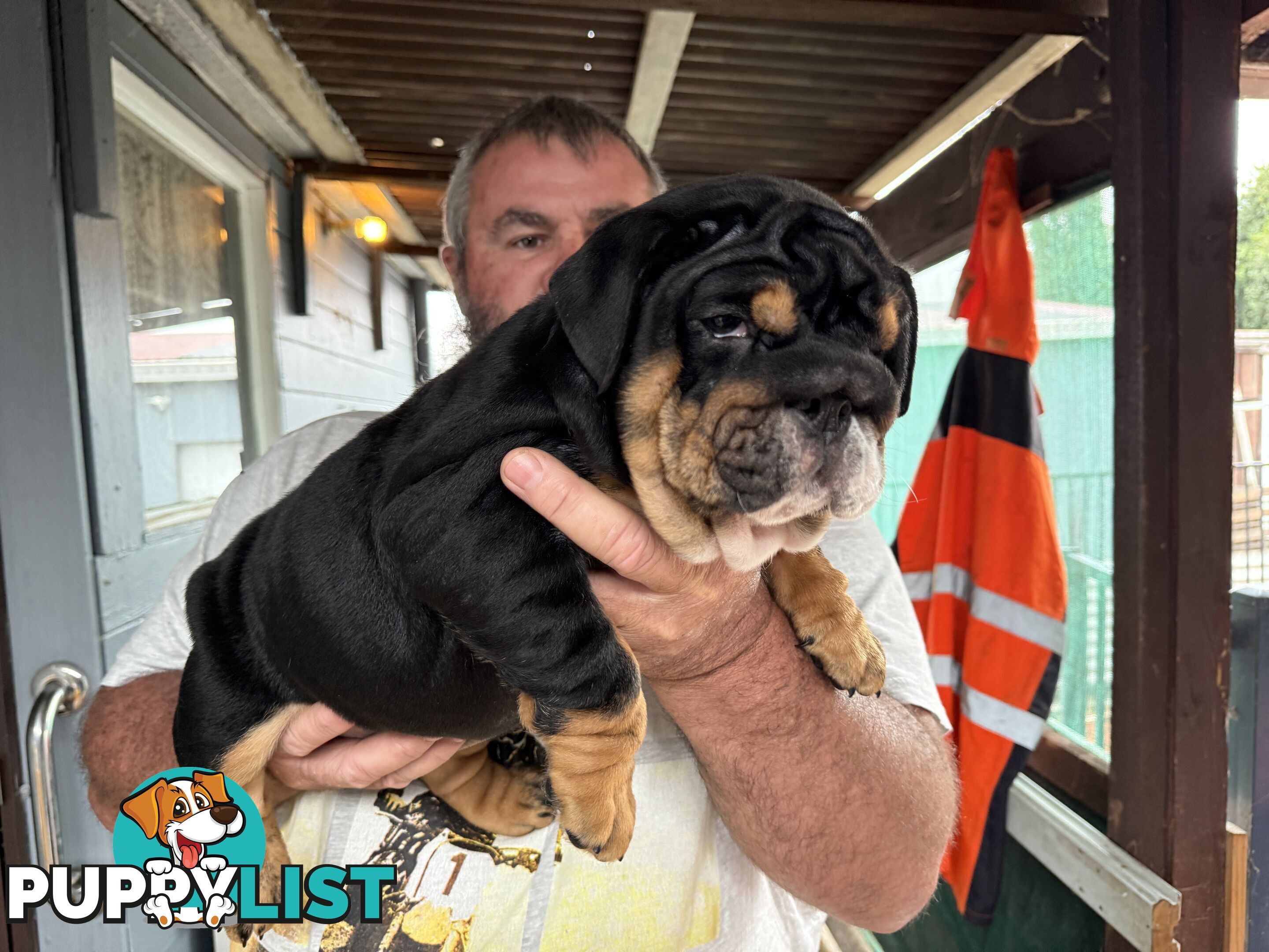 British bulldog puppies for sale