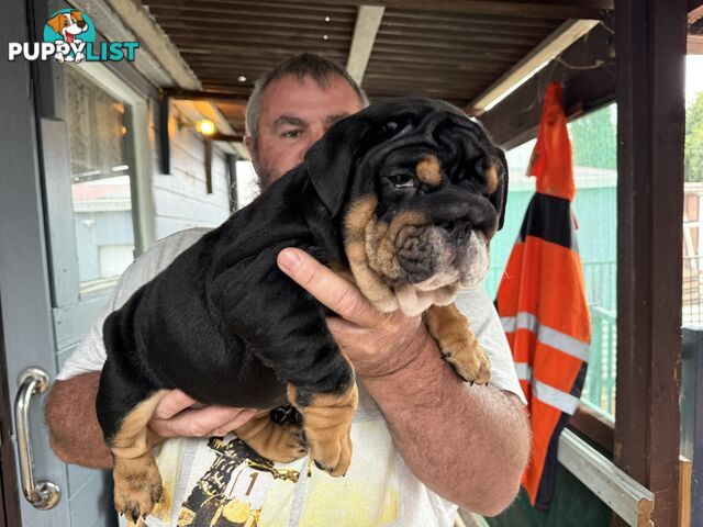 British bulldog puppies for sale