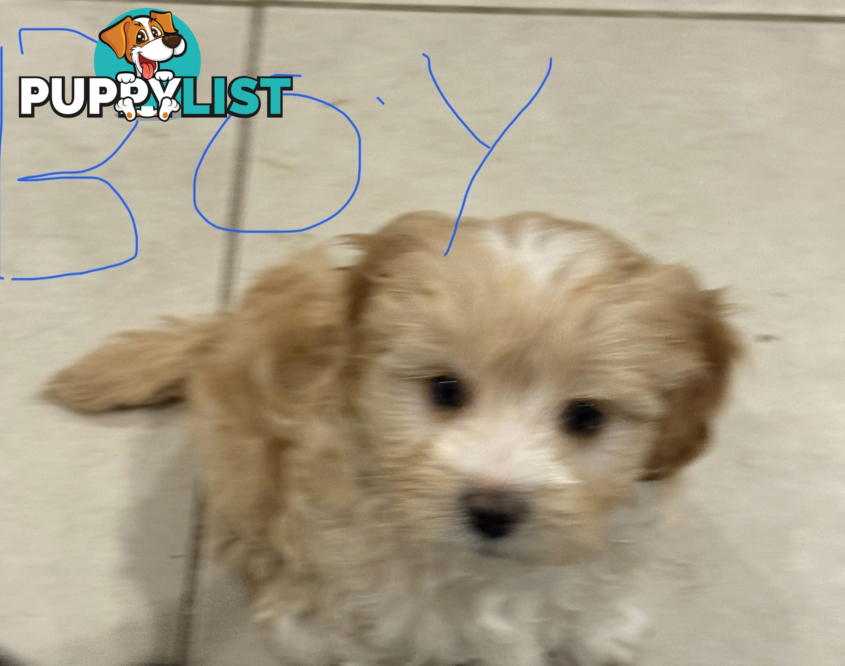 9week old puppies Moodle x cavoodle