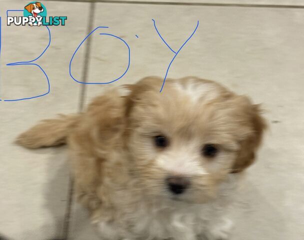 9week old puppies Moodle x cavoodle