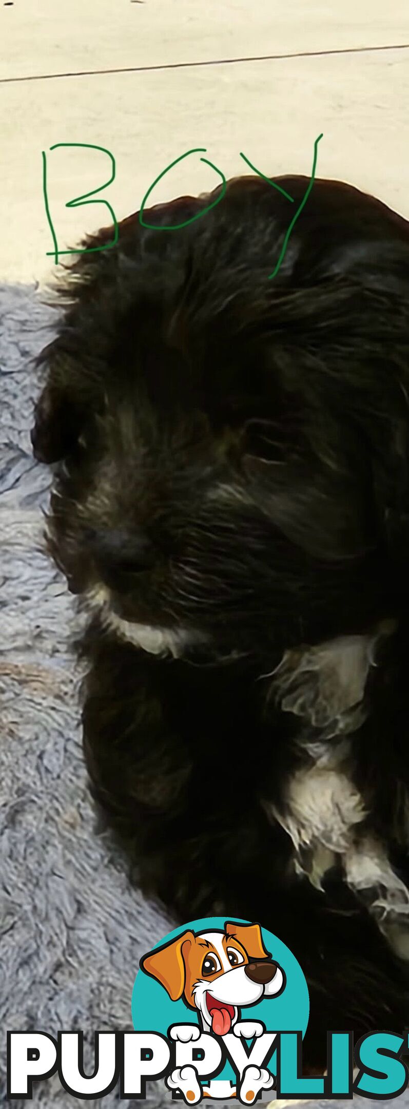 9week old puppies Moodle x cavoodle
