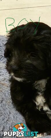 9week old puppies Moodle x cavoodle