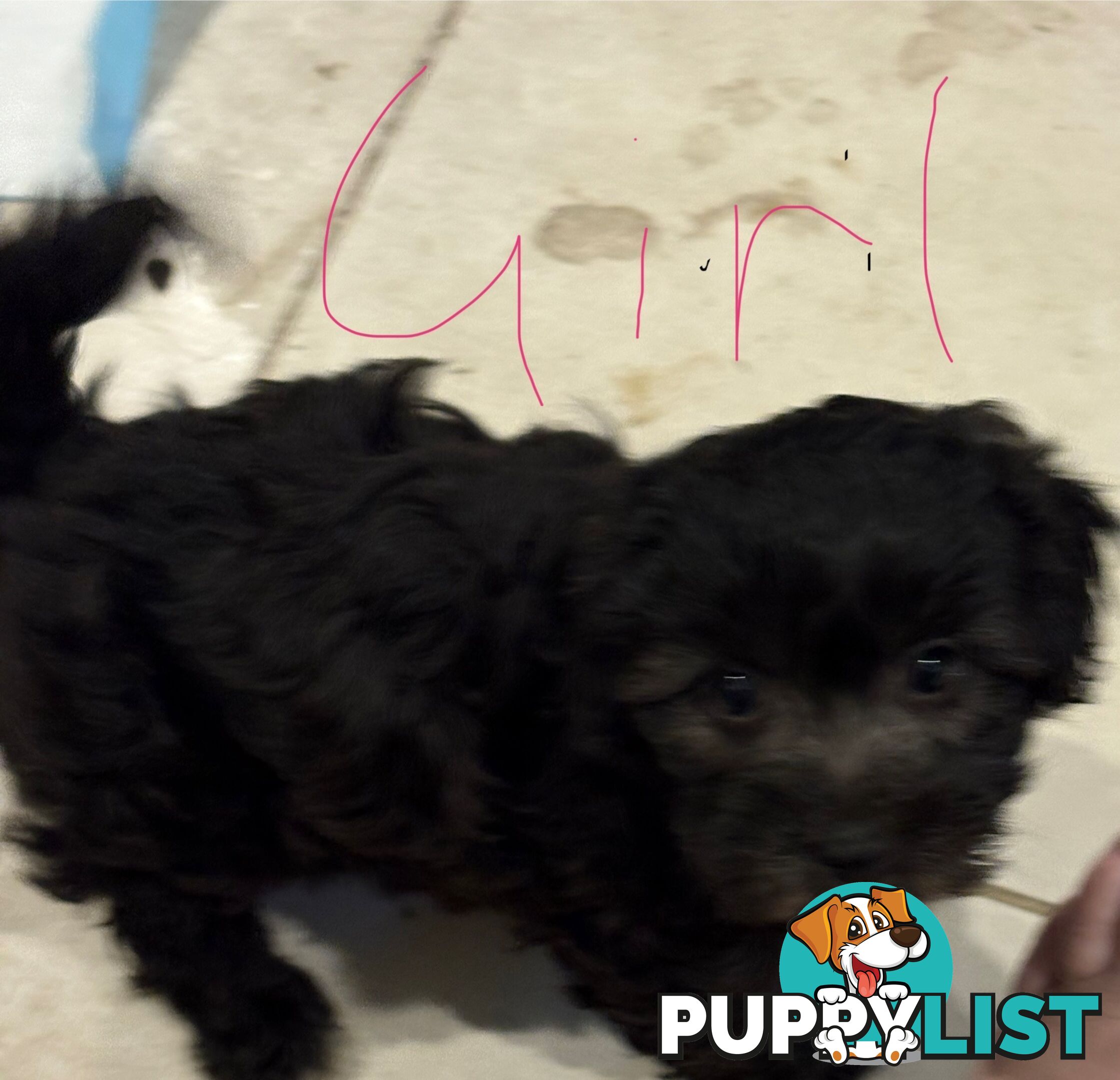 9week old puppies Moodle x cavoodle