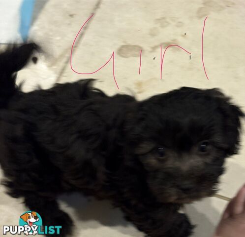 9week old puppies Moodle x cavoodle