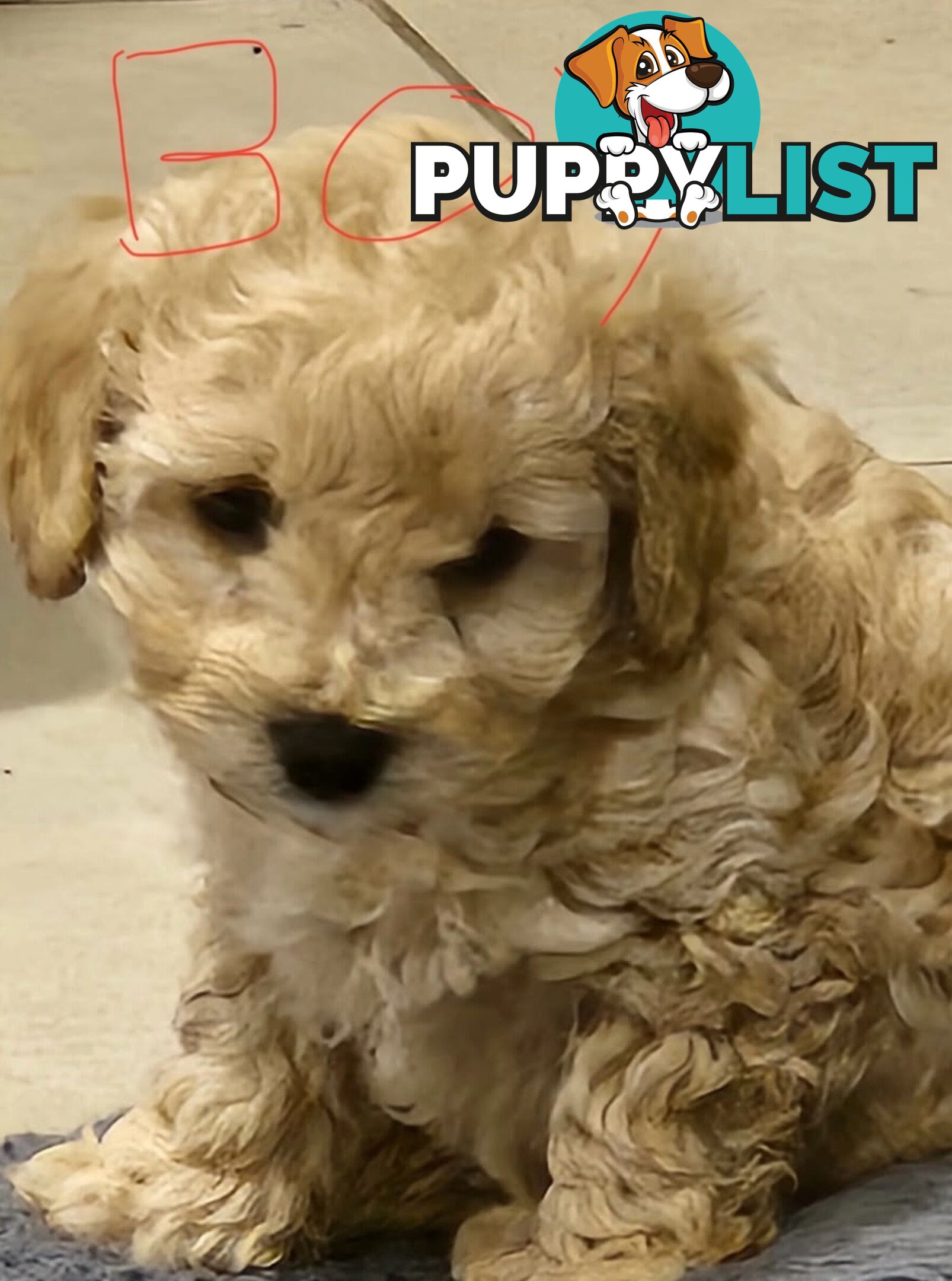 9week old puppies Moodle x cavoodle
